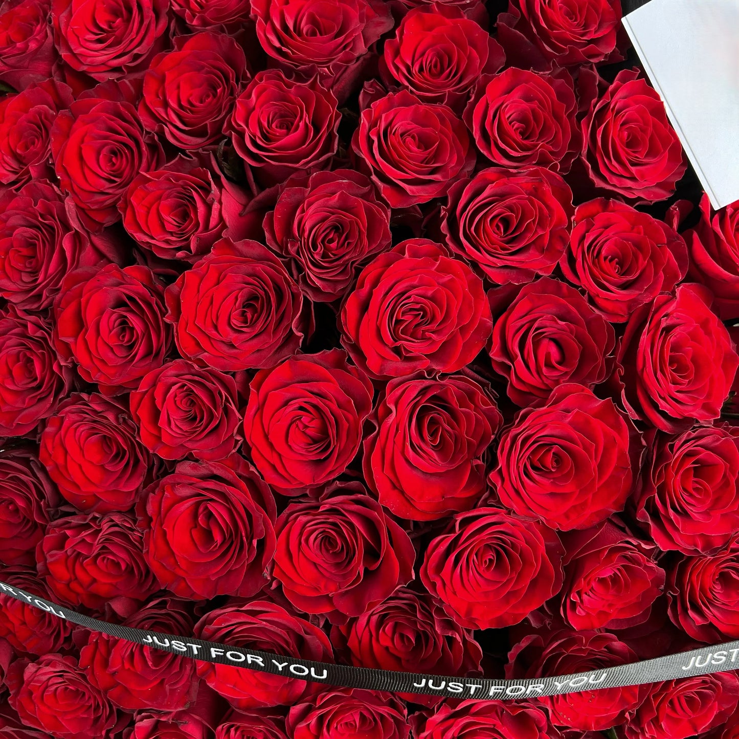 999枝紅玫瑰鮮花束|Red Rose Fresh Bouquet