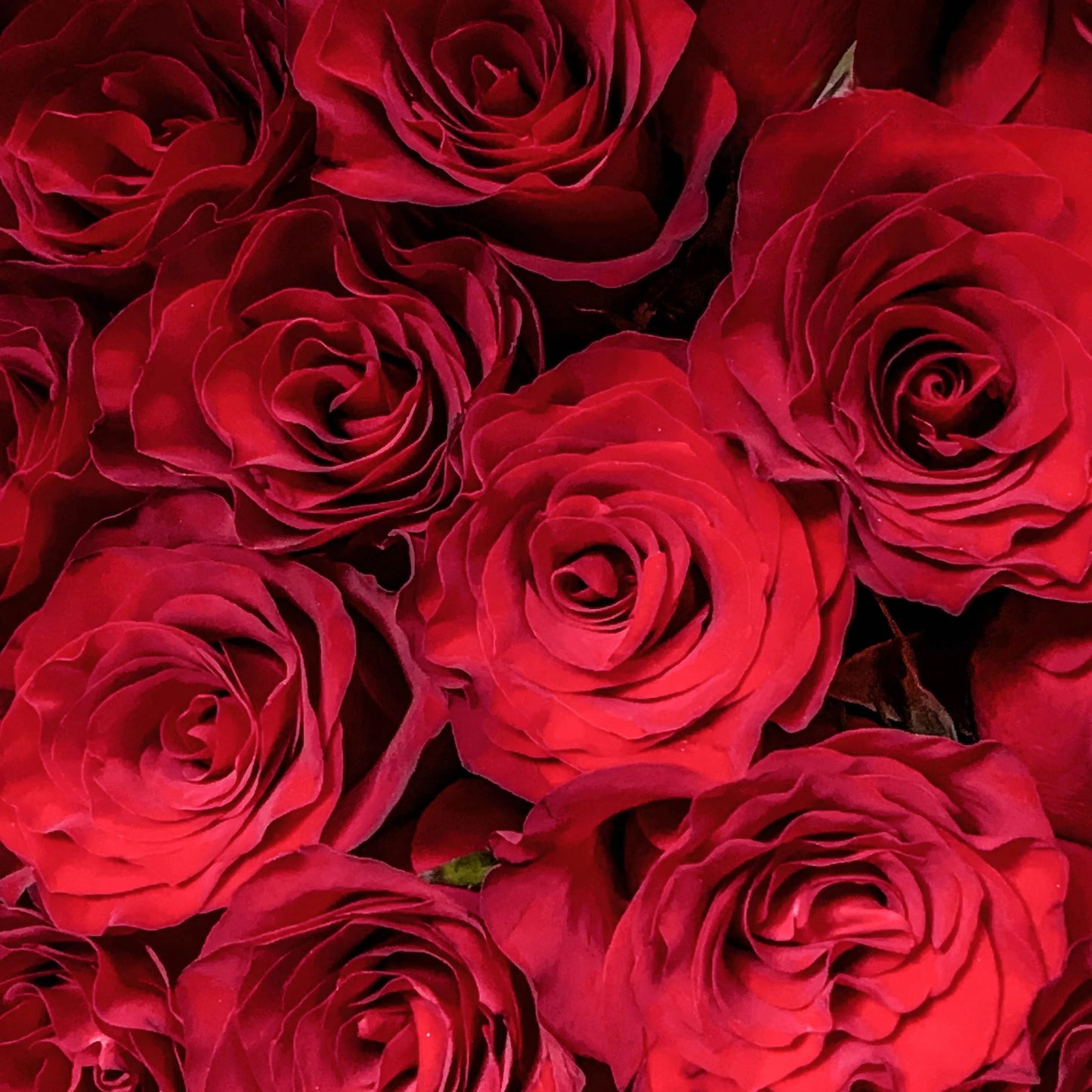 33/52/99 枝紅玫瑰鮮花束【怦然心動】RED Rose Fresh Bouquet