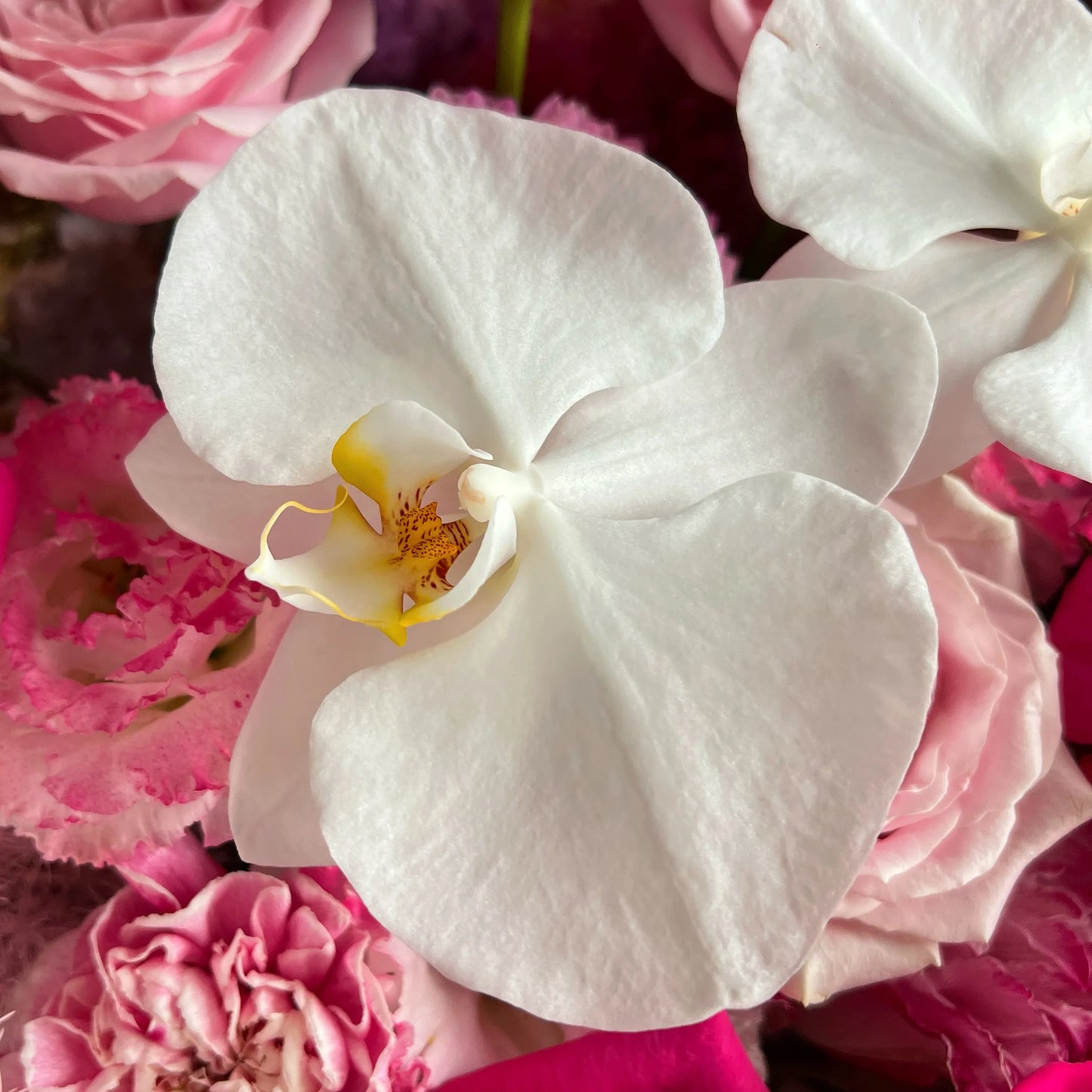 【璀璨】弗洛伊德蝴蝶蘭混搭鮮花束