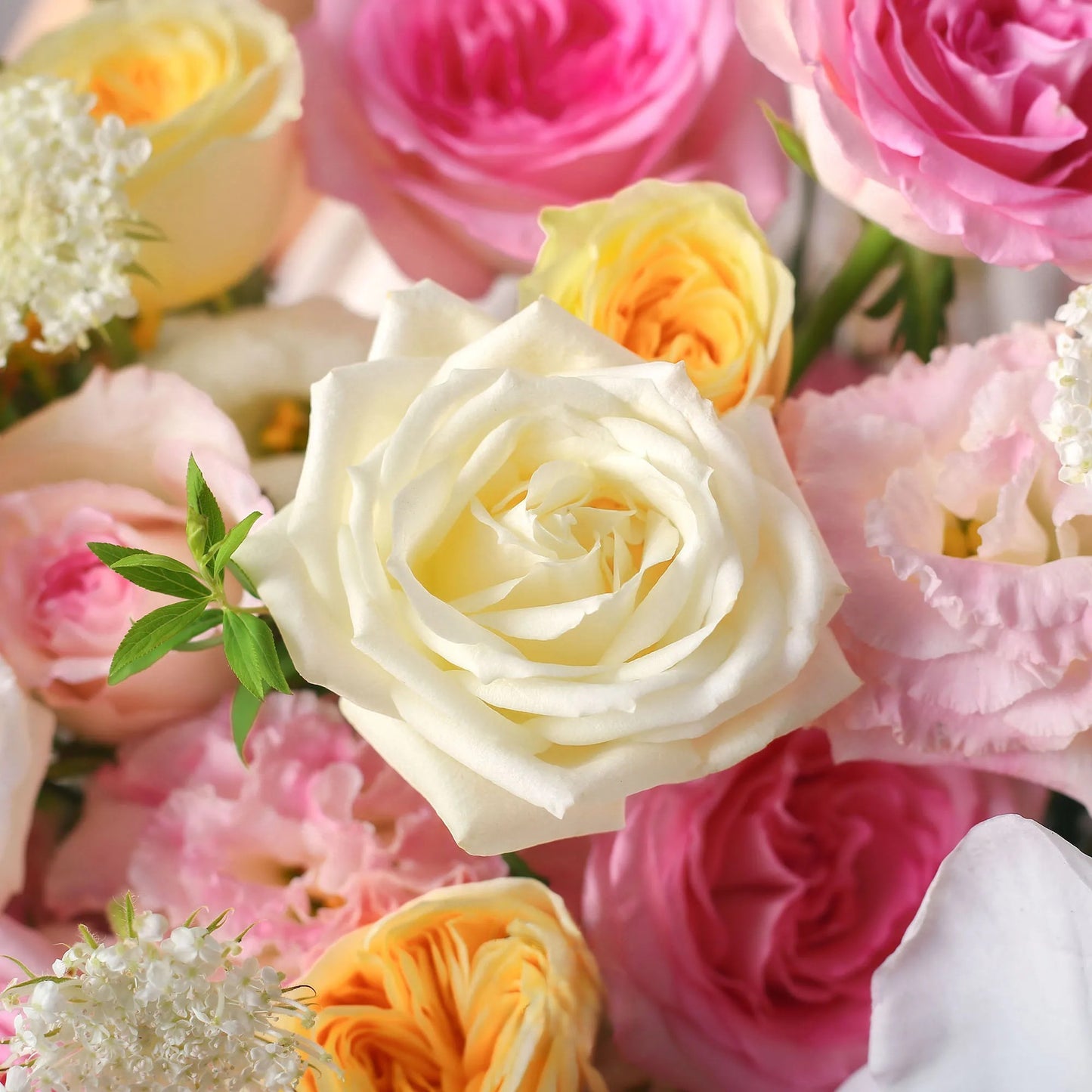 【花兒朵朵】洛神玫瑰奶油杯混搭鮮花桶