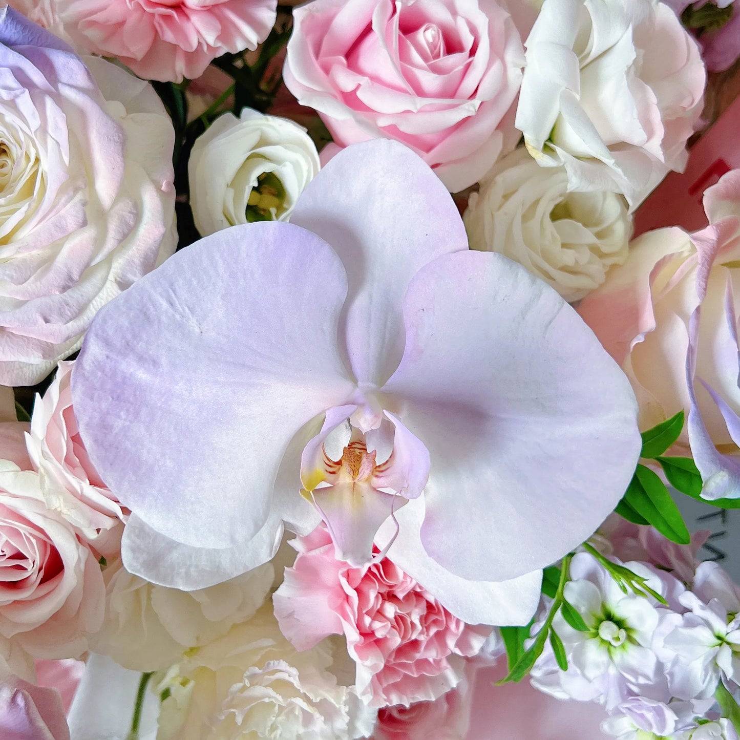 【沉淪浪漫】粉雪山魚姬蝴蝶蘭混搭鮮花束