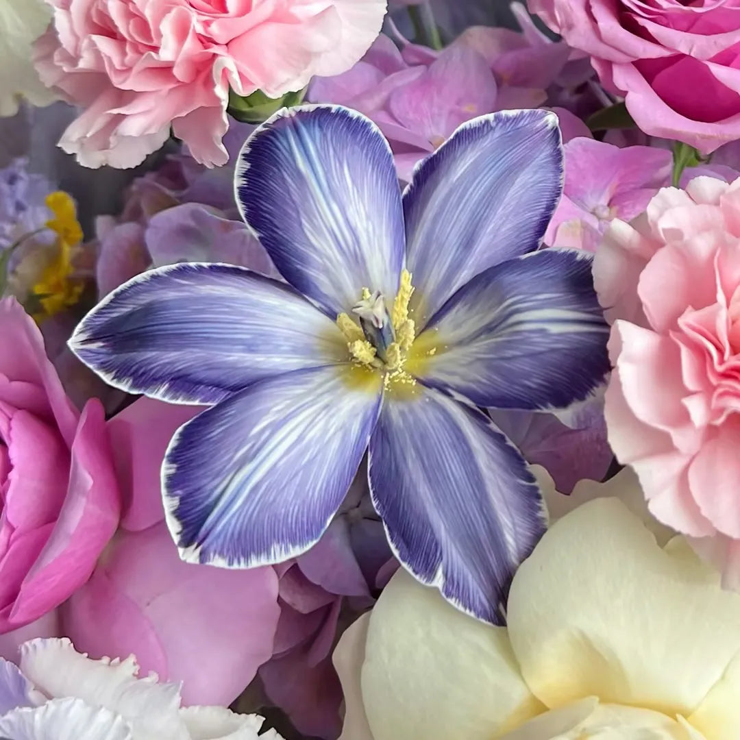 【星漢燦爛】紫玫瑰奶油杯鬱金香混搭鮮花束