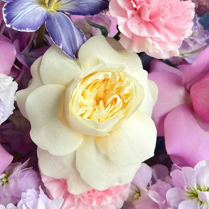 【星漢燦爛】紫玫瑰奶油杯鬱金香混搭鮮花束