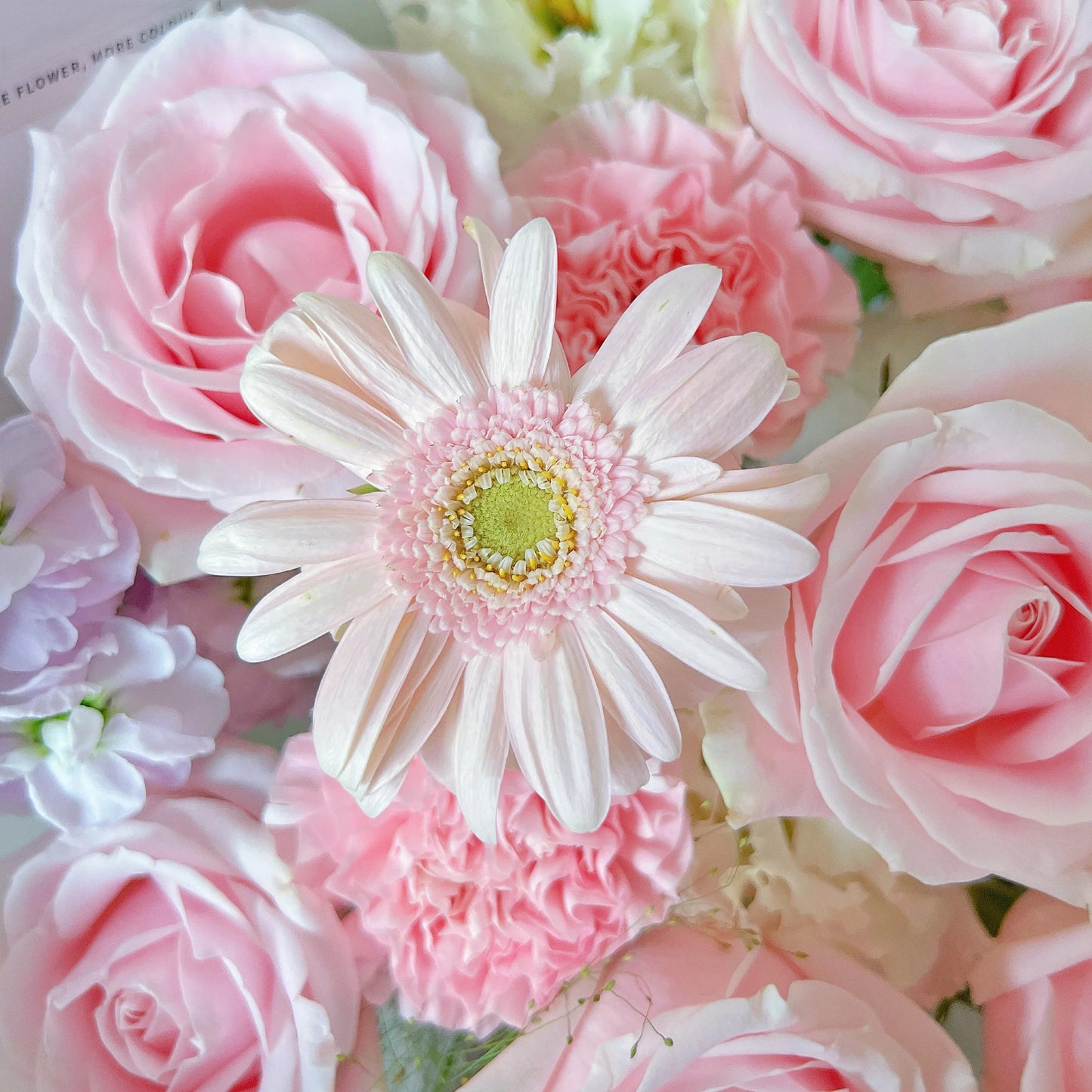 【櫻花泡泡】粉雪山康乃馨鬱金香混搭鮮花束